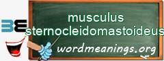 WordMeaning blackboard for musculus sternocleidomastoideus